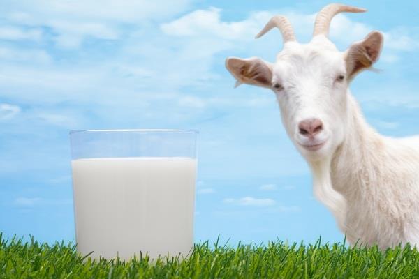 Защо наричат козето мляко „естествен антибиотик"