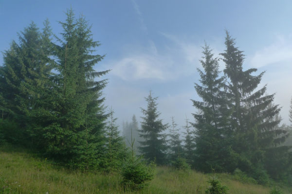 Огнеборци от Нови пазар спасиха 5 декара борова гора