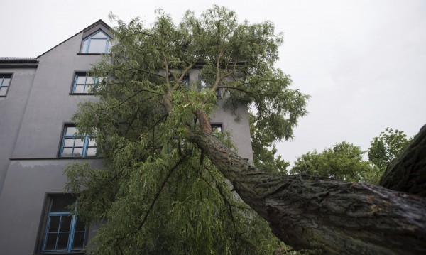 Бурният вятър събори множество дървета в цялата страна и остави някои населени места без ток
