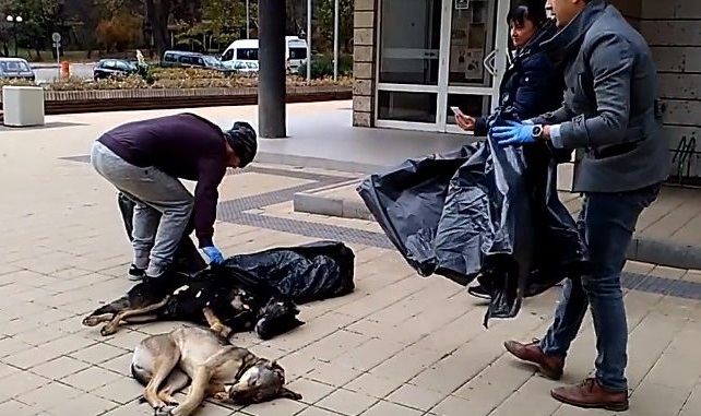 Десетки отровени кучета изкарват перничани на протест срещу бездействието на институциите