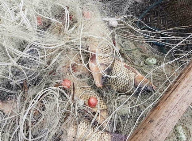Засилени проверки преди Никулден за бракониерски улов на риба и миди