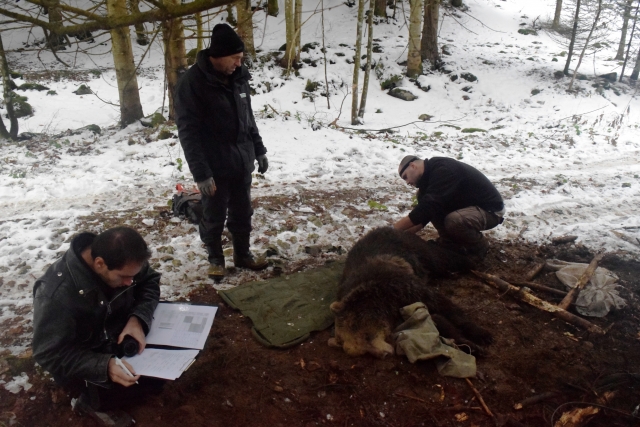 Само за месец маркираха втора мечка в Централен Балкан
