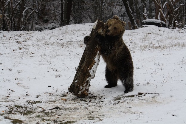 Мечкин ден затвори Парка за танцуващи мечки край Белица