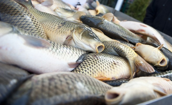 Предникулденско: Търговците на риба на прицела на данъчните