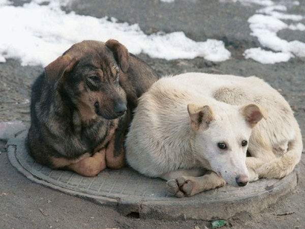 Сливен предприема мерки за ограничаване на бездомните кучета