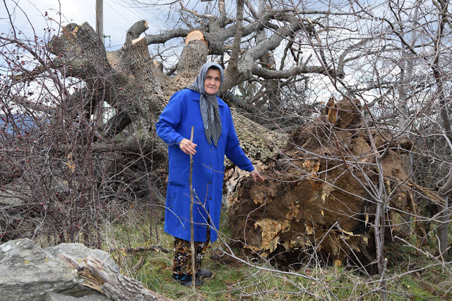 Бурният вятър събори тристагодишно дърво в Млечино