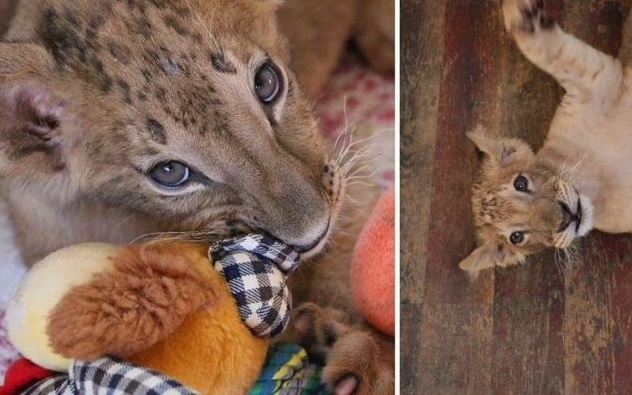 Нено Димов спаси малките лъвчета от разградския зоопарк