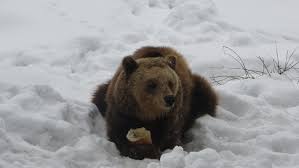 РИОСВ разследва следите на мечката, която трети ден обикаля в центъра на Стойките