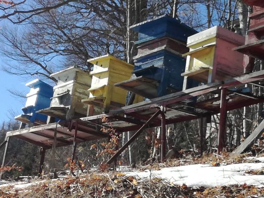 Пчелите в  Осоговската планина  се събудиха и вече чистят кошерите си