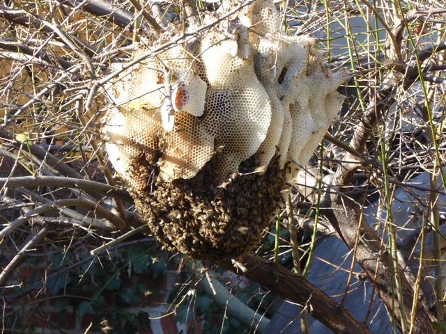 Куриоз: Пчелен рояк се настани в двора на музей