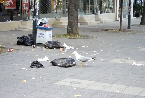 Заради гларусите в Бургас крият боклука под земята