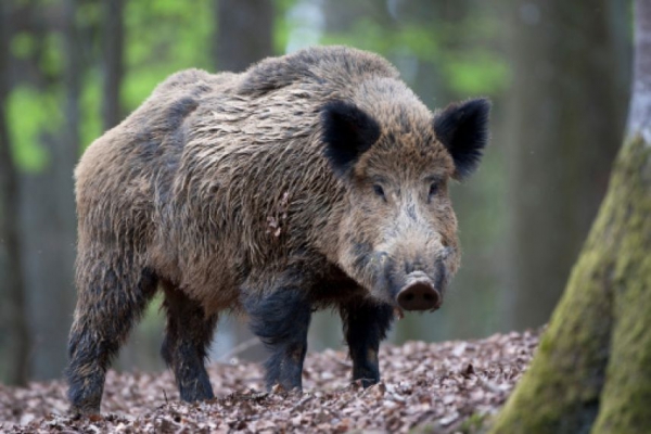 Намаляват наполовина цените за индивидуален лов на дива свиня