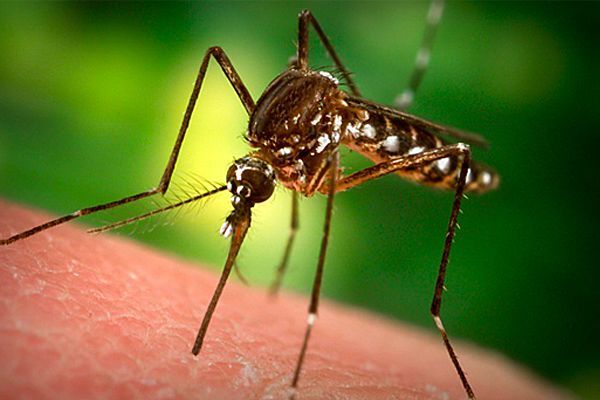 Нов абсурден рекорд: 1,5 милиона лева за броене на комари
