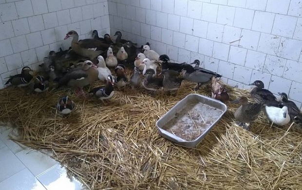 Зоопаркът в София под карантина - доказан е птичи грип