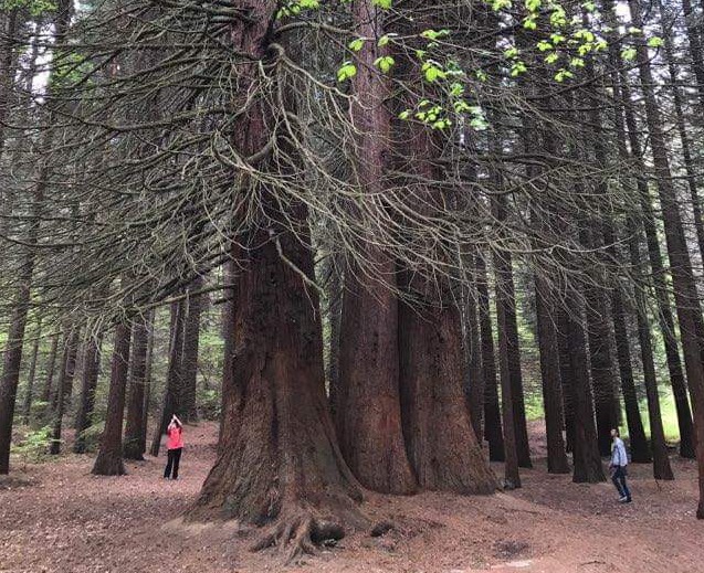 Три величествени секвои представят България на финала за „Европейско дърво на годината"