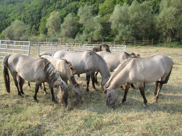 В Родопите откраднаха див кон от породата „тарпан"