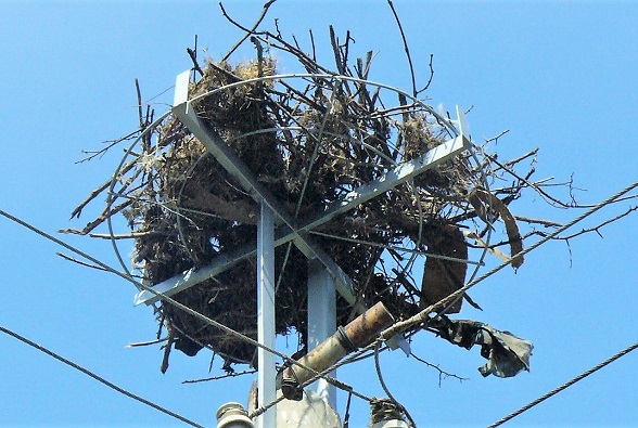 Щъркелите ще свиват гнезда върху още близо 200 нови платформи на електрическите стълбове