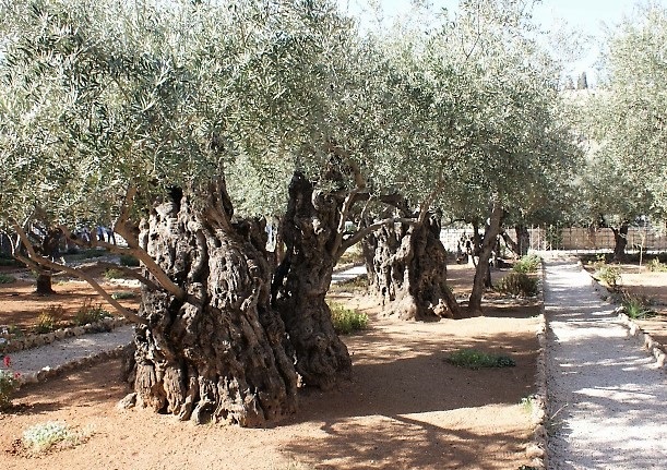 На колко века са маслините в святото място, откъдето започват Страстите Христови