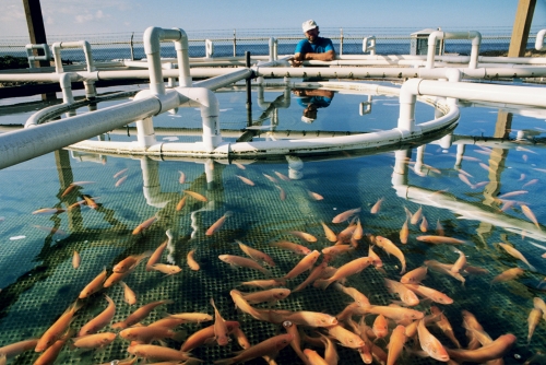 Започна приемането на проектни предложения за нови производства на аквакултури