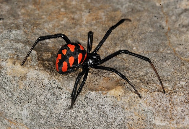 В Странджа живеят паяци и насекоми, които се срещат само в тази част на България