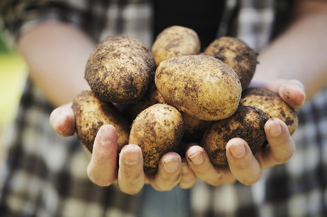 Производството на картофи в Родопите загива