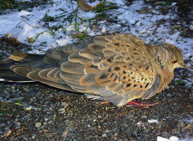 Българските ловци негодуват срещу плановете на ЕС да се забрани ловуването на гургулица