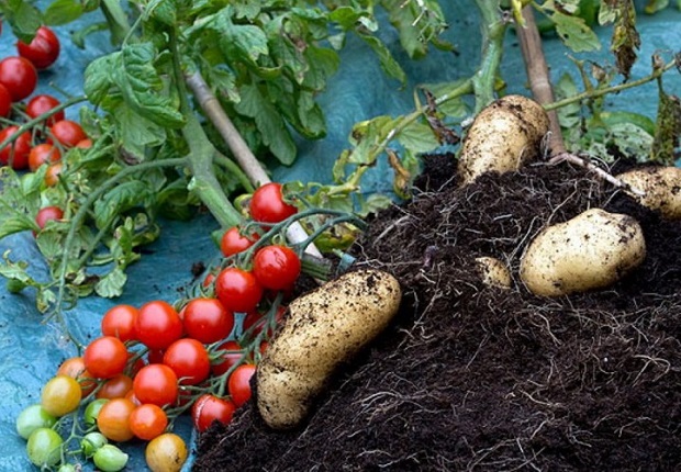 Кръстоска между домат и картоф стана "Зеленчук на 2018 г."