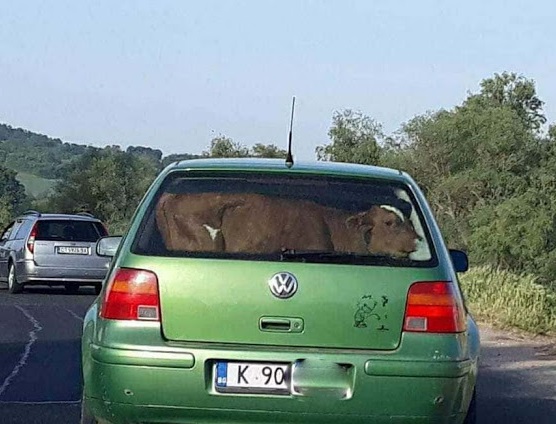 Лека кола с живо теле на задната седалка втрещи пътуващите из Кърджалийско
