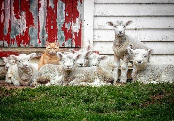 В трънското село  Рани луг в миналото заменяли... овце за котки