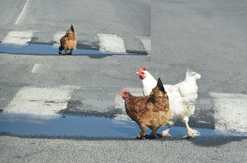 Млади кокошки пият вода на... пешеходна пътека
