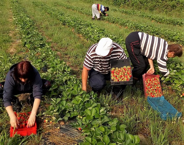 Горско стопанство „Рилски манастир” бере първата си реколта от... ягоди