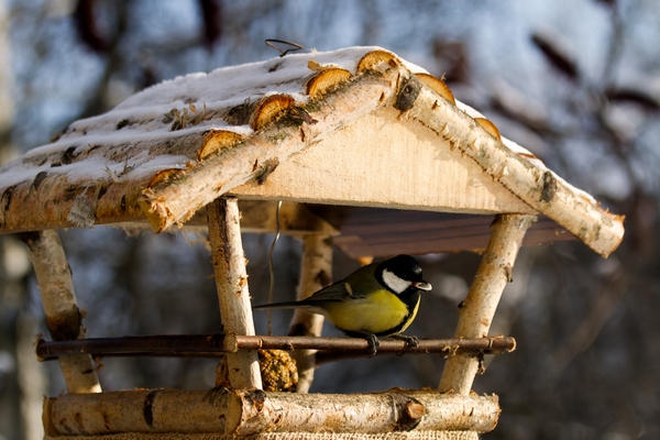 Малчугани ще поставят къщички за гнездене на пойни птици в бургаска детска градина