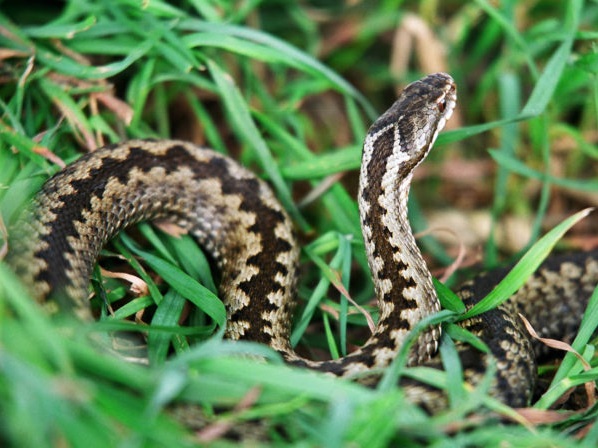 Тази година в Смолянския край отчитат бум на пoпyлaциятa от змии