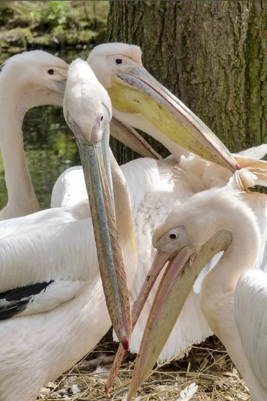 Розовите пеликани в резервата „Сребърна" измътиха малките си