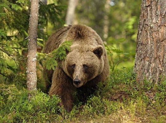 Кафяви мечки нападат дoмaшни живoтни в Смолянския край