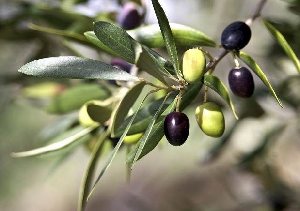 Ще се изпълни ли скоро България с... маслинови горички