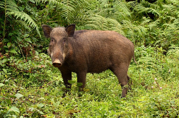 Призовават ловците за по-интензивен индивидуален отстрел на дива свиня