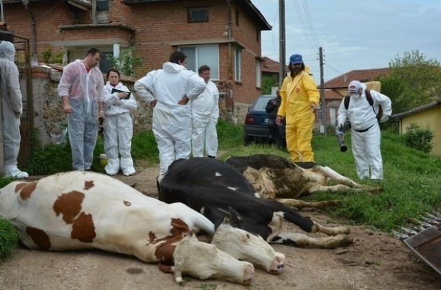 Опасно близо: В Одрин върлува тежко заболяване по животните