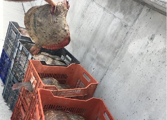 Инспектори на ИАРА заловиха почти половин тон незаконно уловен калкан