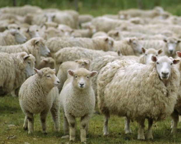 За първи път у нас се появява чума по овце и кози