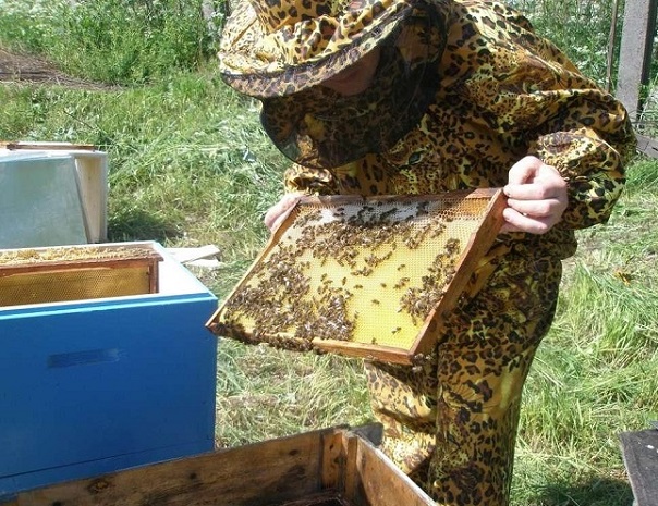 Нова хипотеза за измирането на пчелите: Кошерите прегряват заради глобалното затопляне