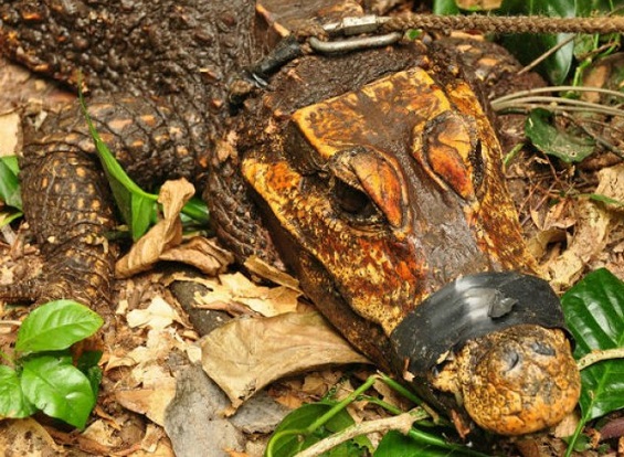 Изгубеният свят: В Габон откриха оранжеви пещерни крокодили