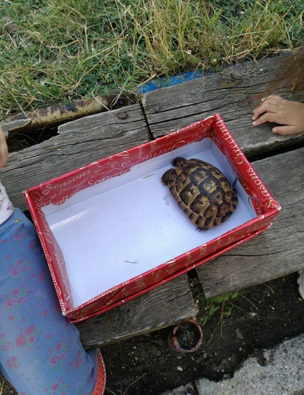 Деца намериха костенурка в детската градина и вижте какво направиха