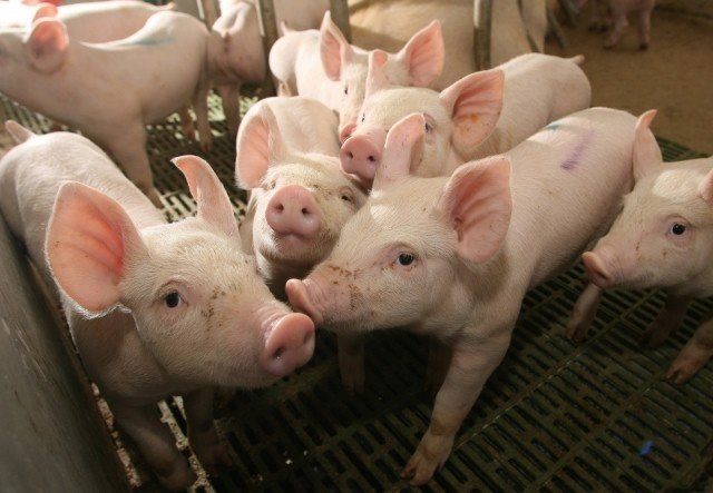Африканската чума по свинете стигна до Констанца