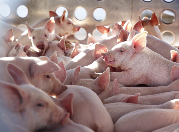 Масови проверки в свинефермите заради африканската чума