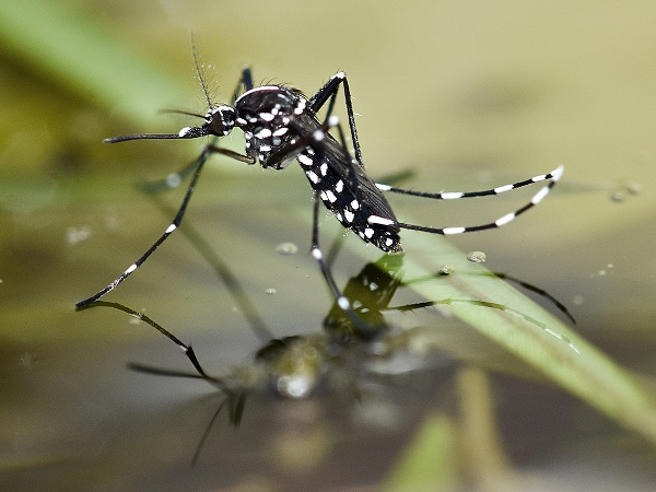 Слухове за появата на тигрови комари подлуди Сливен