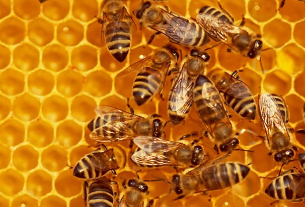 Пчеларите са доволни: Тази година реколтата от мед е много добра
