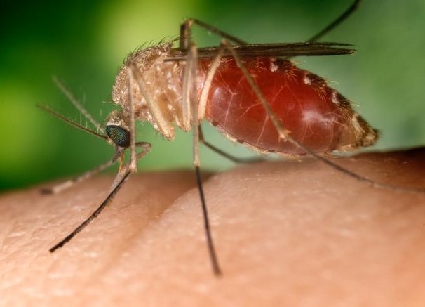 Нова заплаха: В три съседни страни вече има случаи на заболели от западнонилска треска