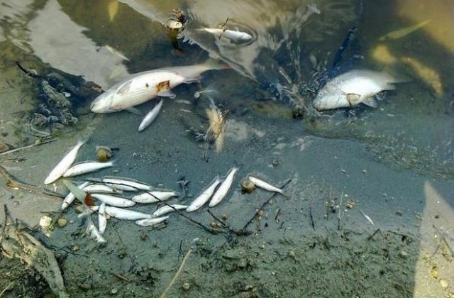 Отново в река Чепеларска край Бачково плува мъртва риба
