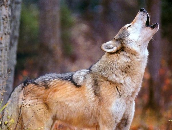 Ще гоним дивите прасета от Румъния с... миризма на вълци